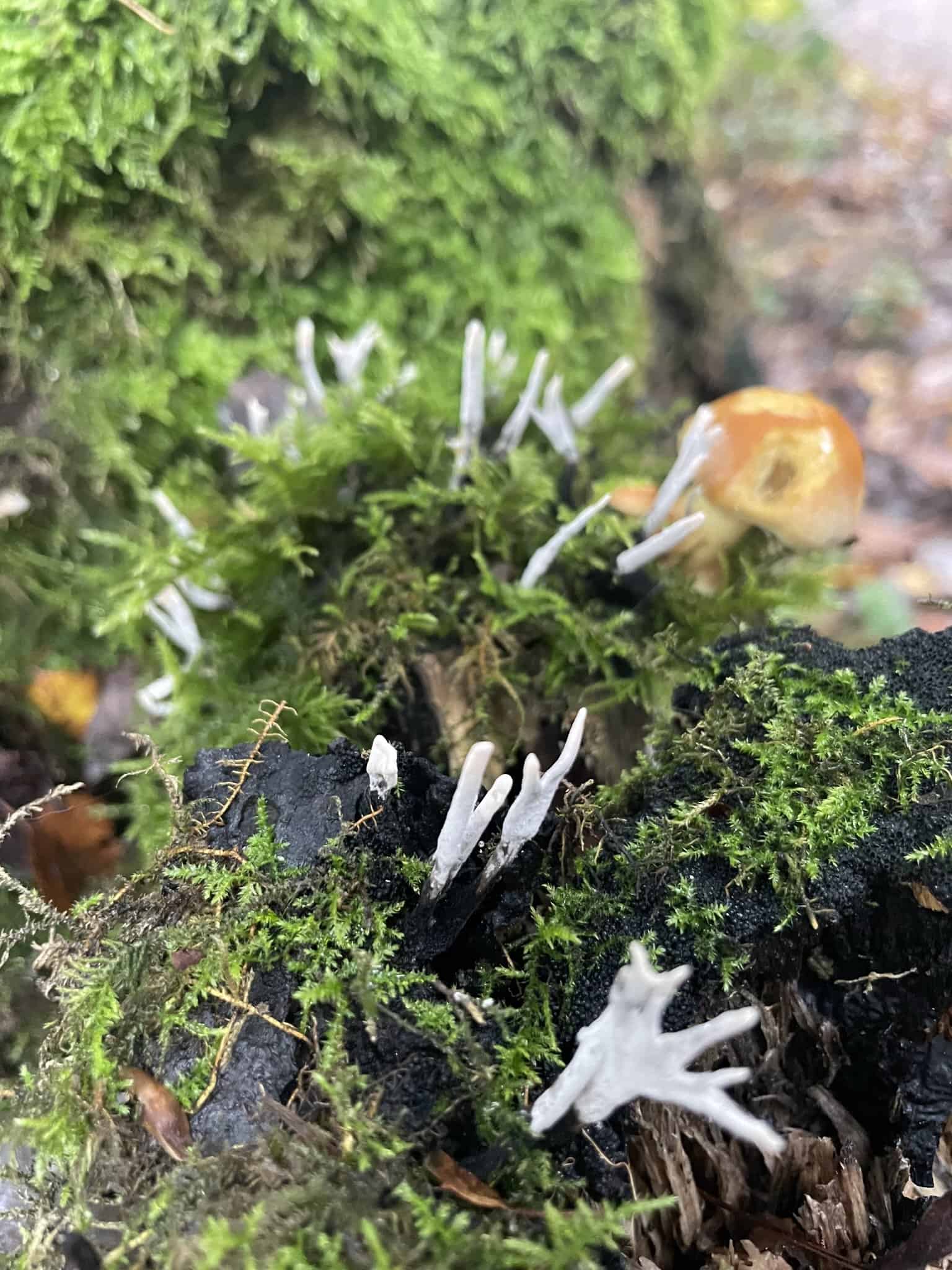 Moss and candlestick fungi on dead wood