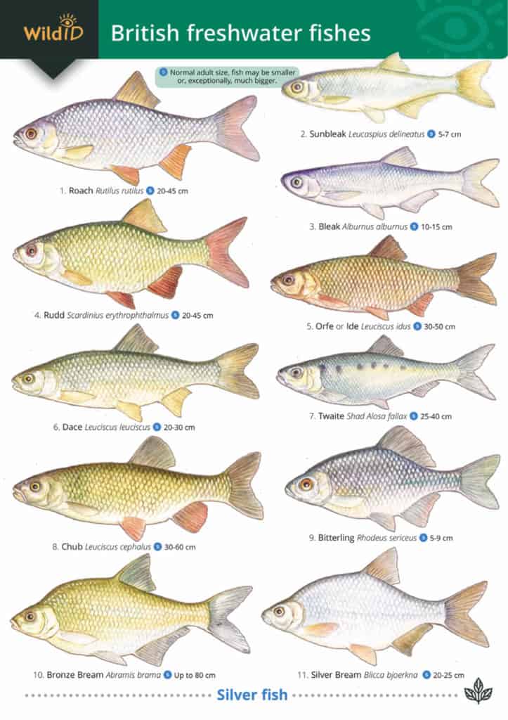 Fish guide Field Studies Council