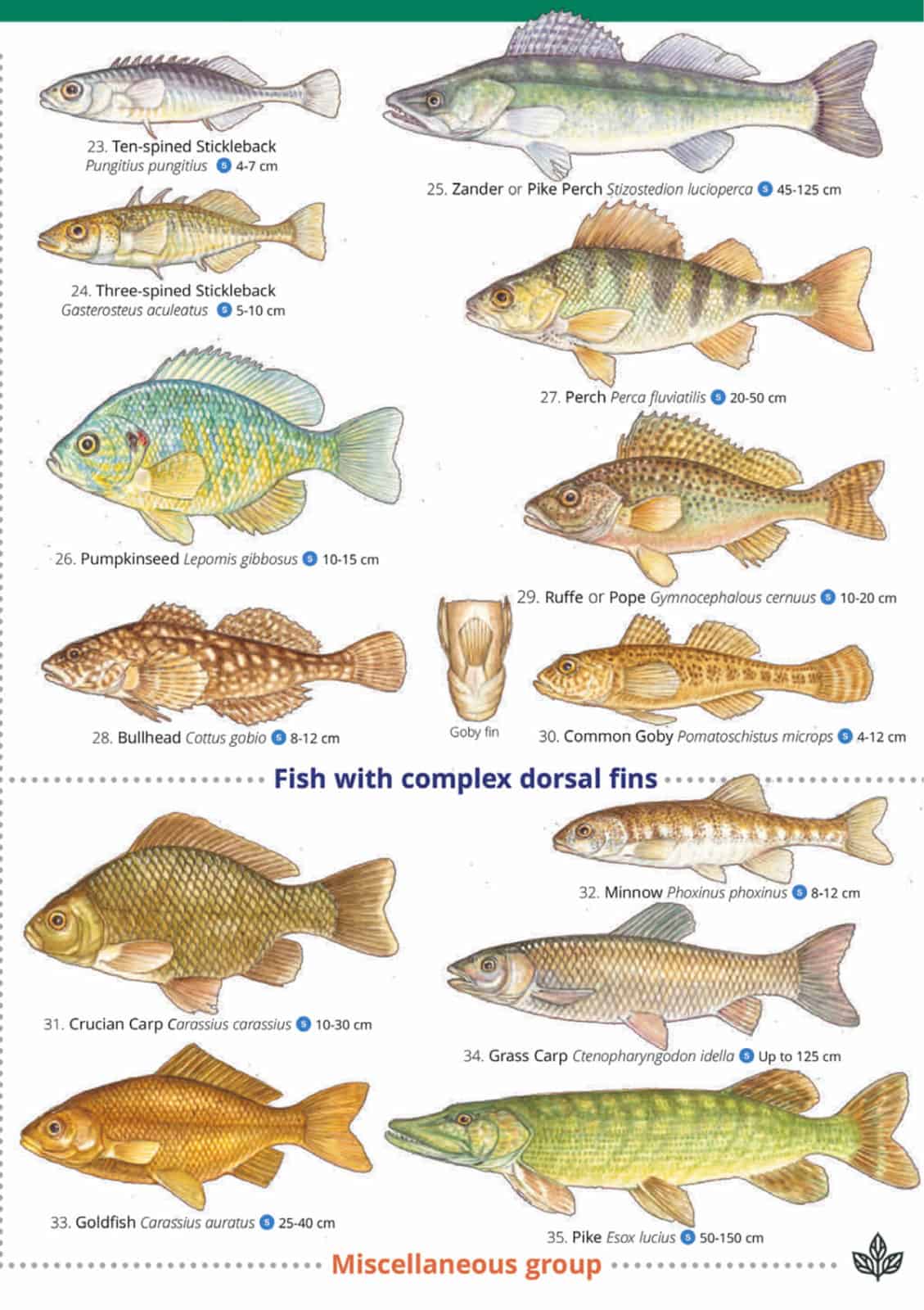 Guide To British Freshwater Fishes - Paul Croft