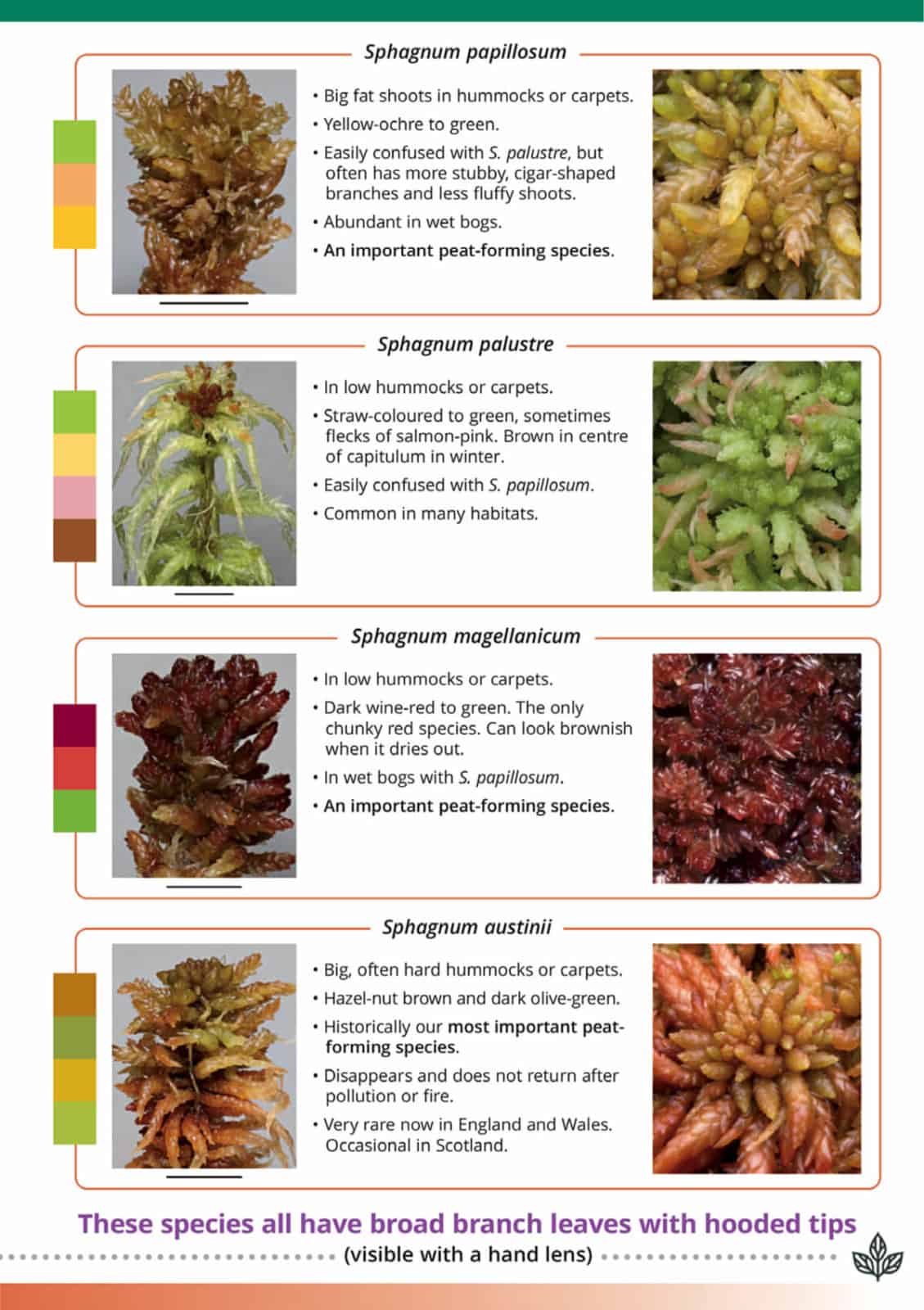 Sphagnum mosses guide