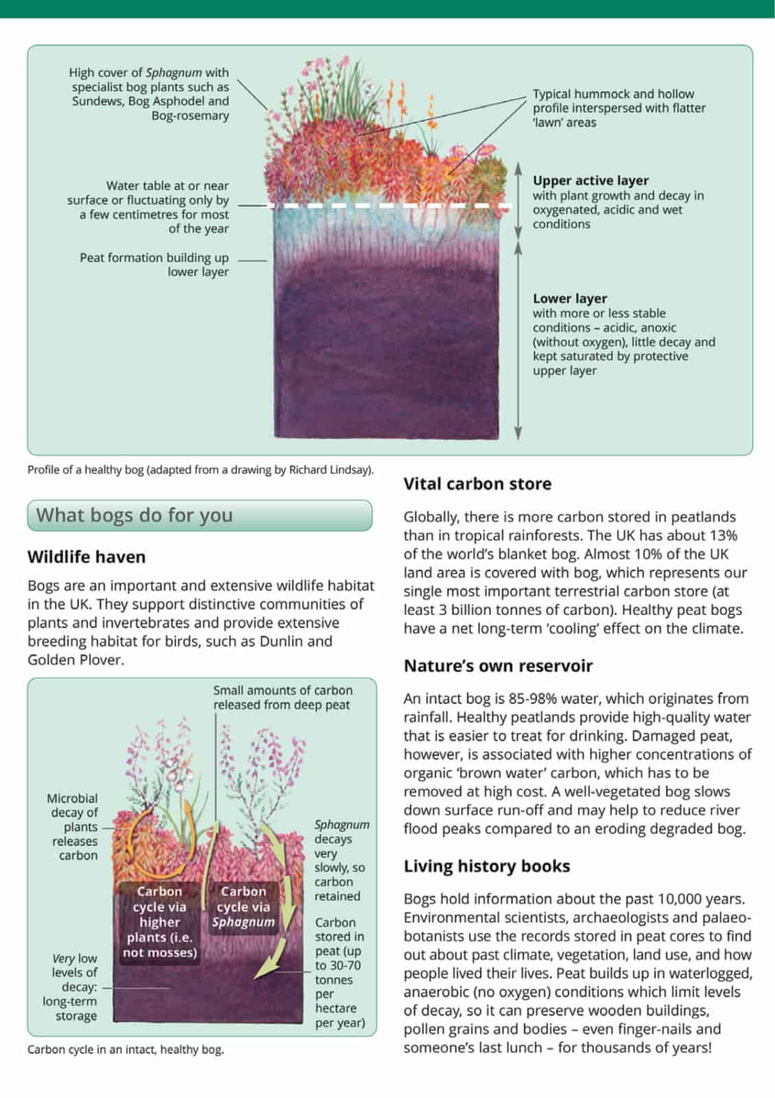 Sphagnum mosses guide