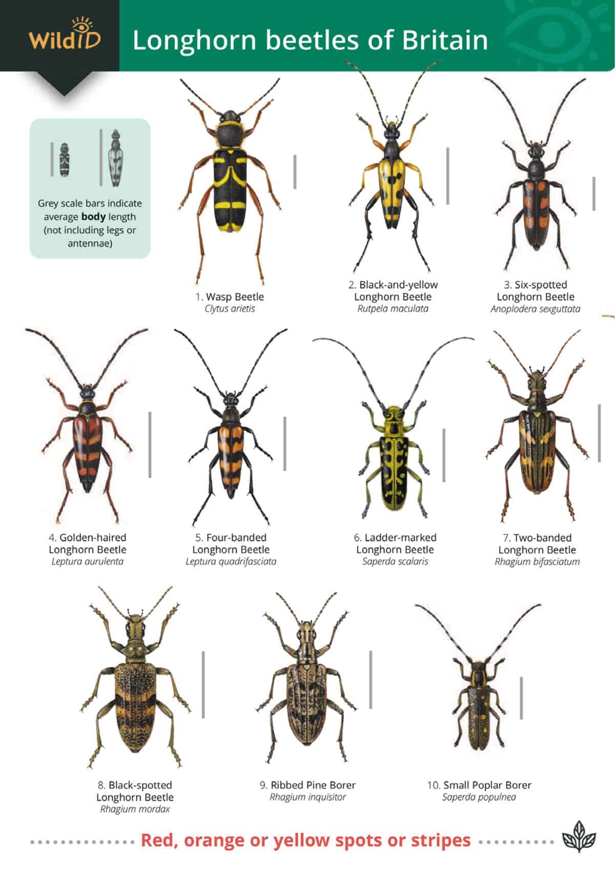 Common Beetle Identification Chart