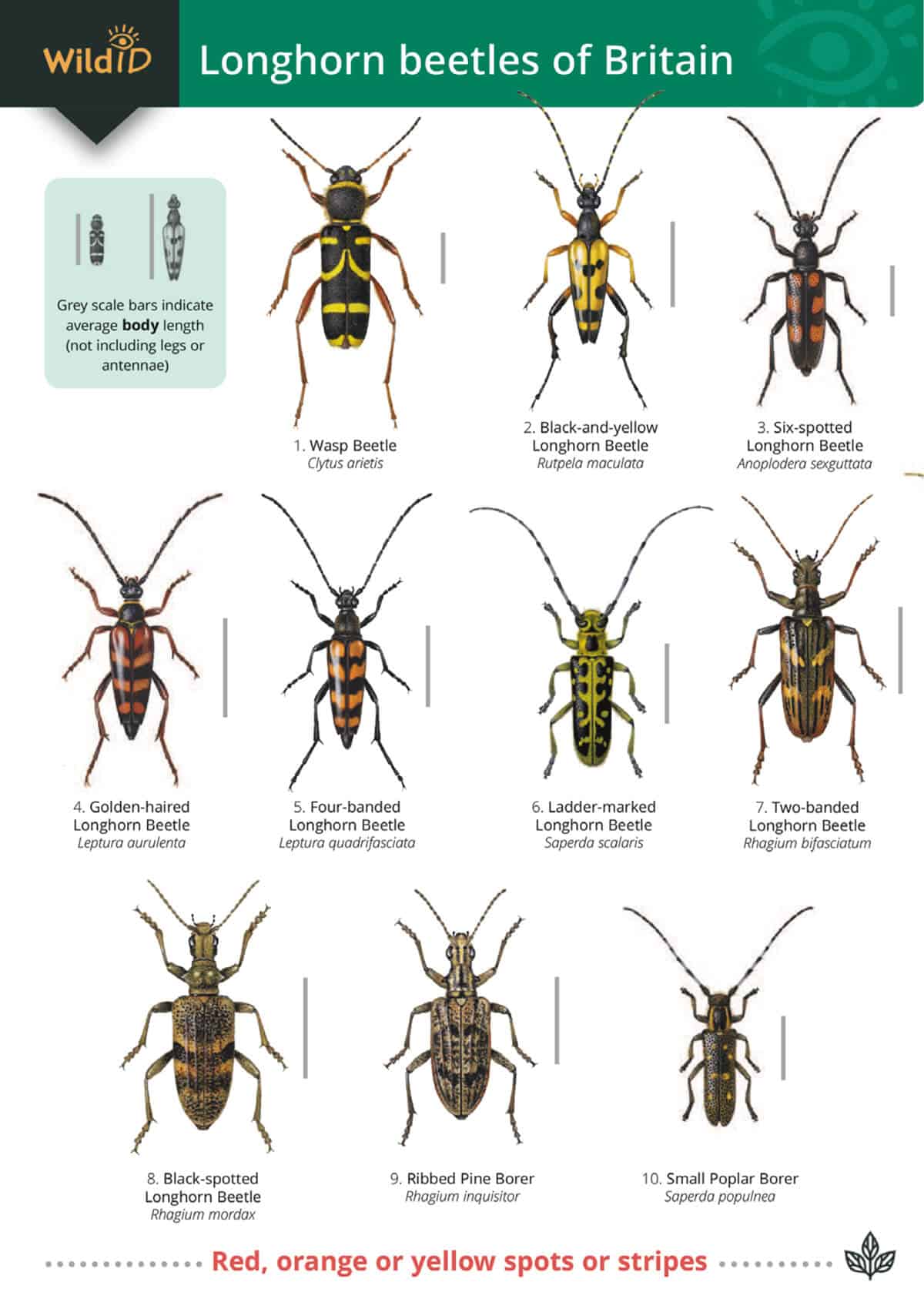 Red Beetle Uk Identification British Beetle Food List ZPFQL