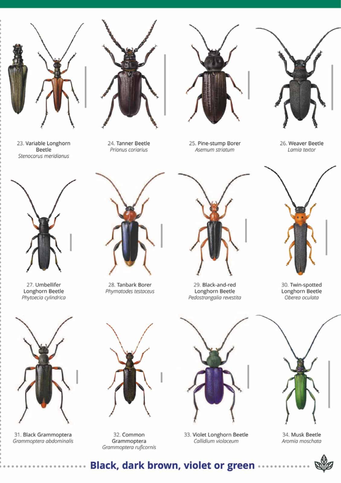 Longhorn beetles guide