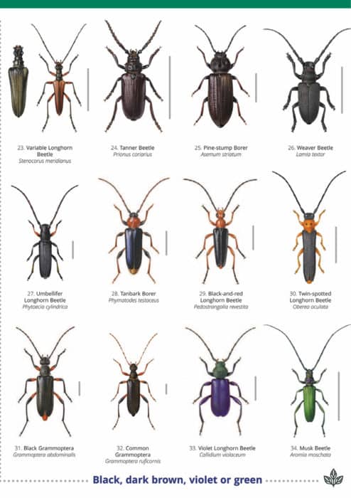 Longhorn beetles guide – Field Studies Council