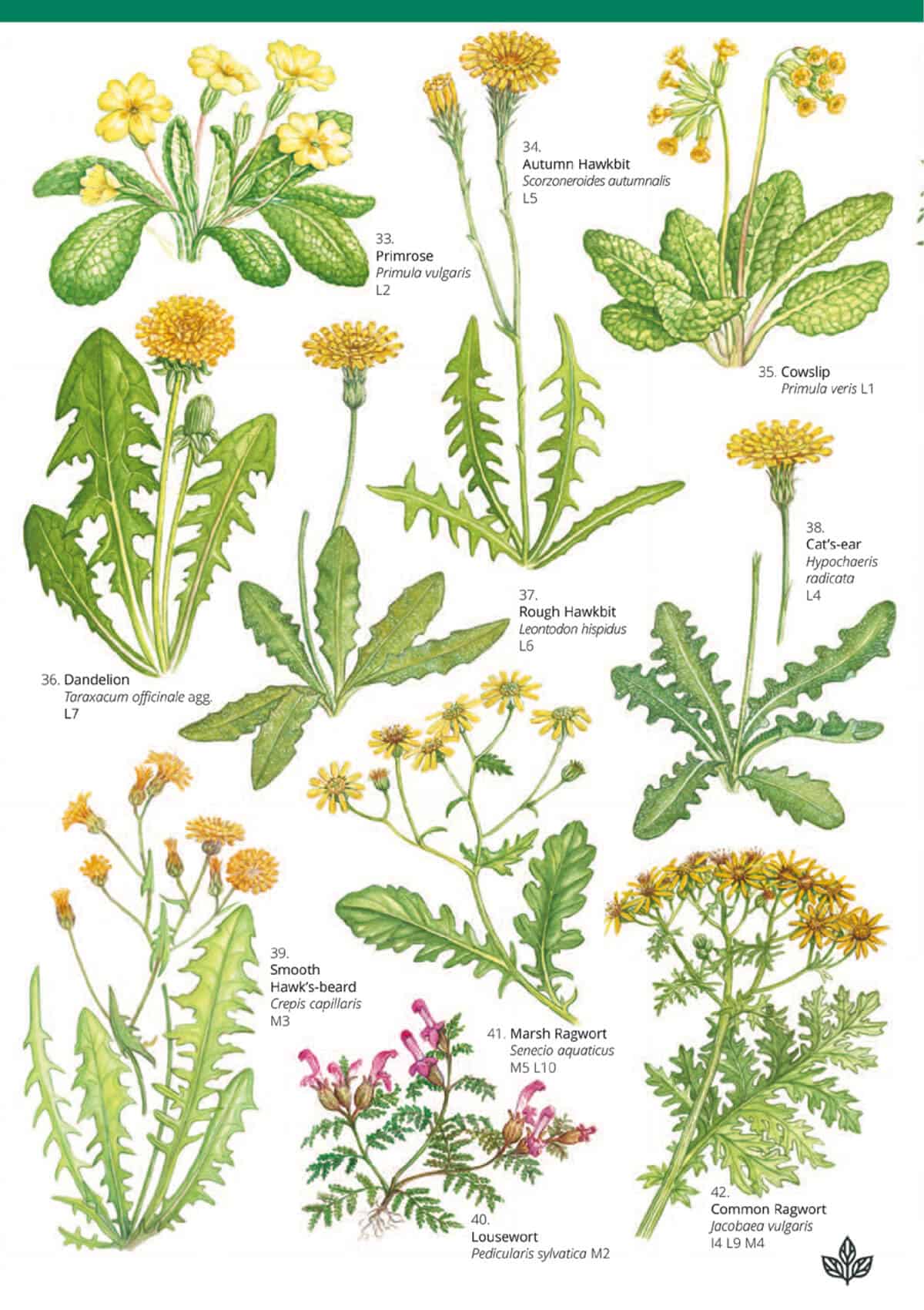 grassland-plants-1-guide-field-studies-council
