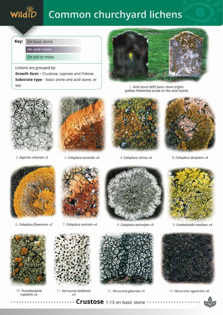 Lichens for Beginners – Field Studies Council