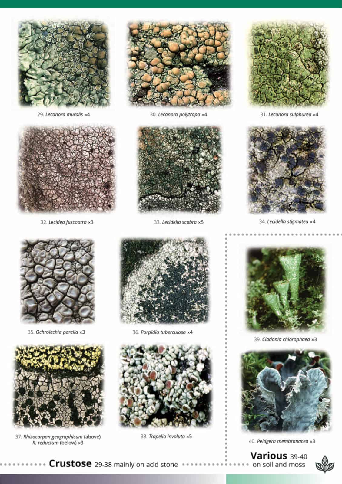 churchyard lichens