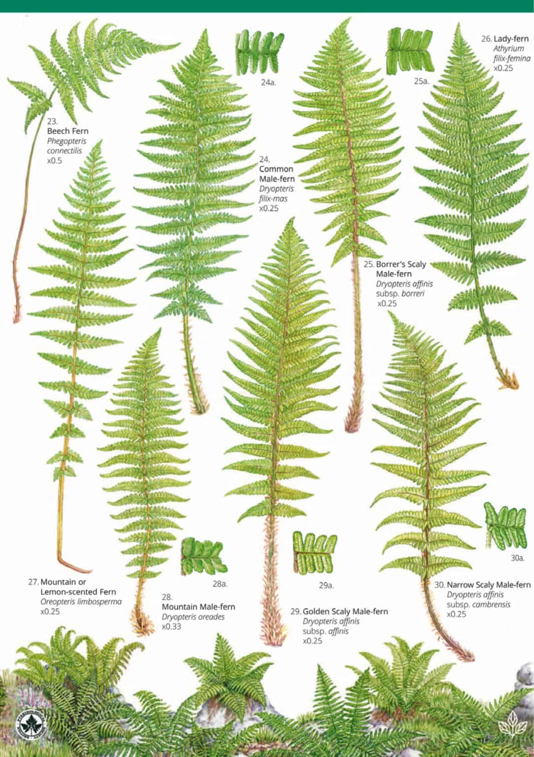Ferns guide Field Studies Council