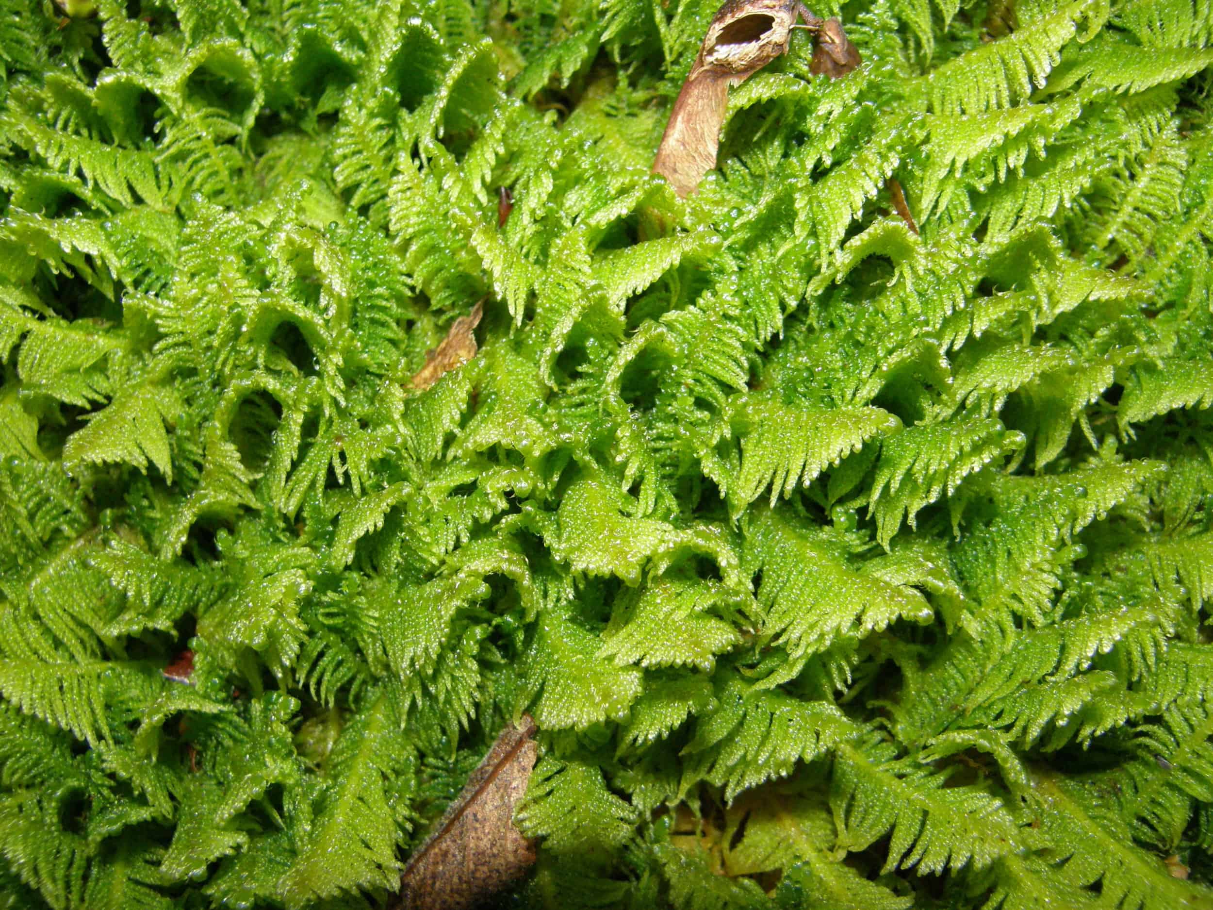 Ostrich plume feather moss