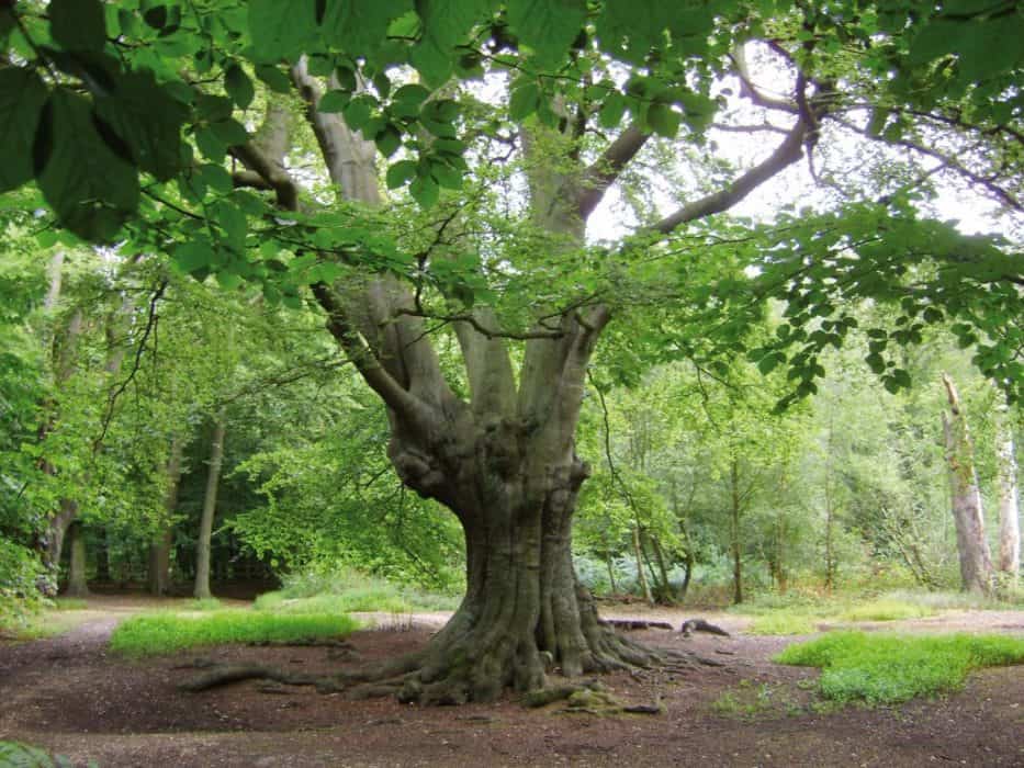 Discovering Veteran Trees of Epping Forest Course Field Studies Council