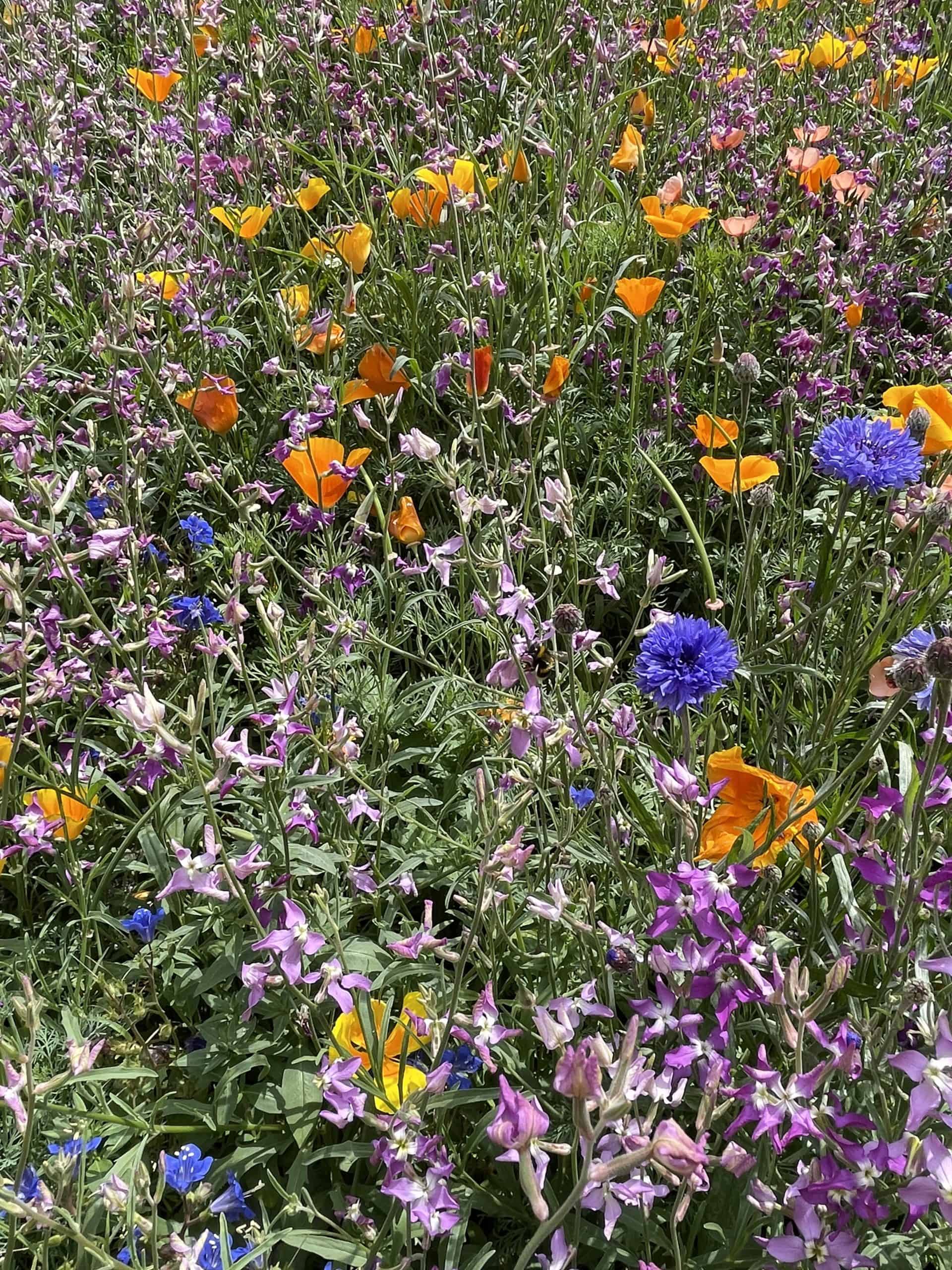 Wildflowers – Field Studies Council