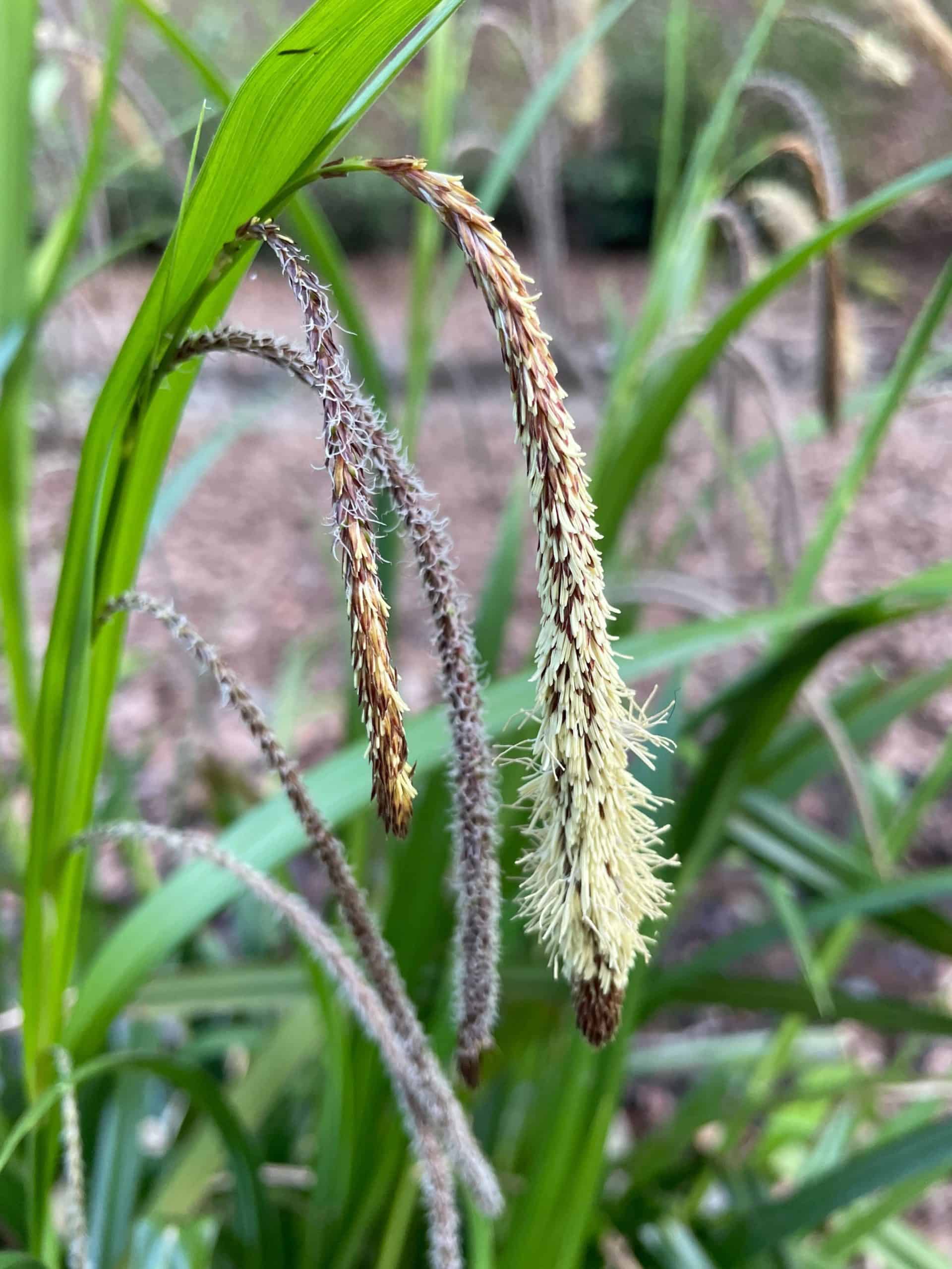 close up of a rush plant