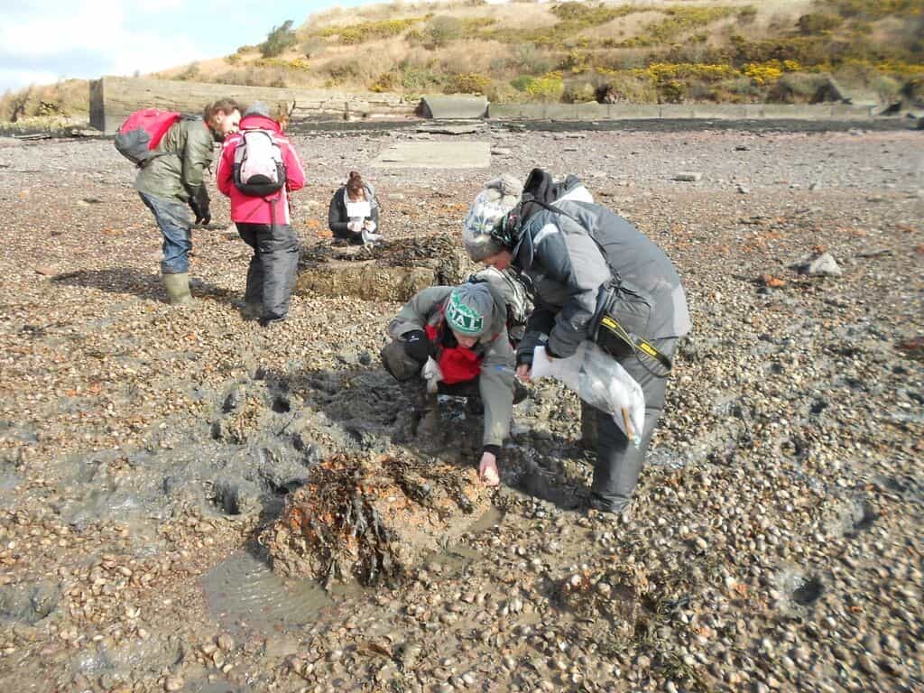 studying rocky shore