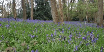 spring woodland