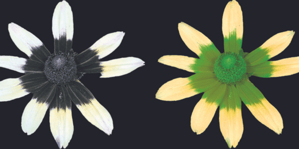 adrian davies visible UV and bee vision