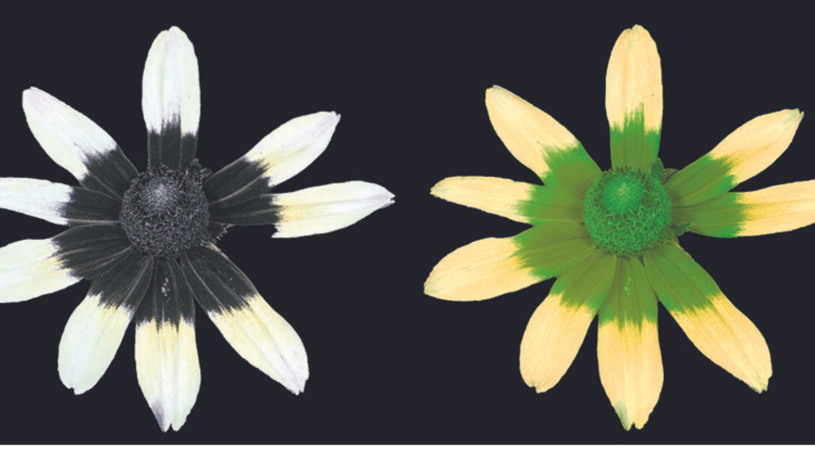 adrian davies visible UV and bee vision