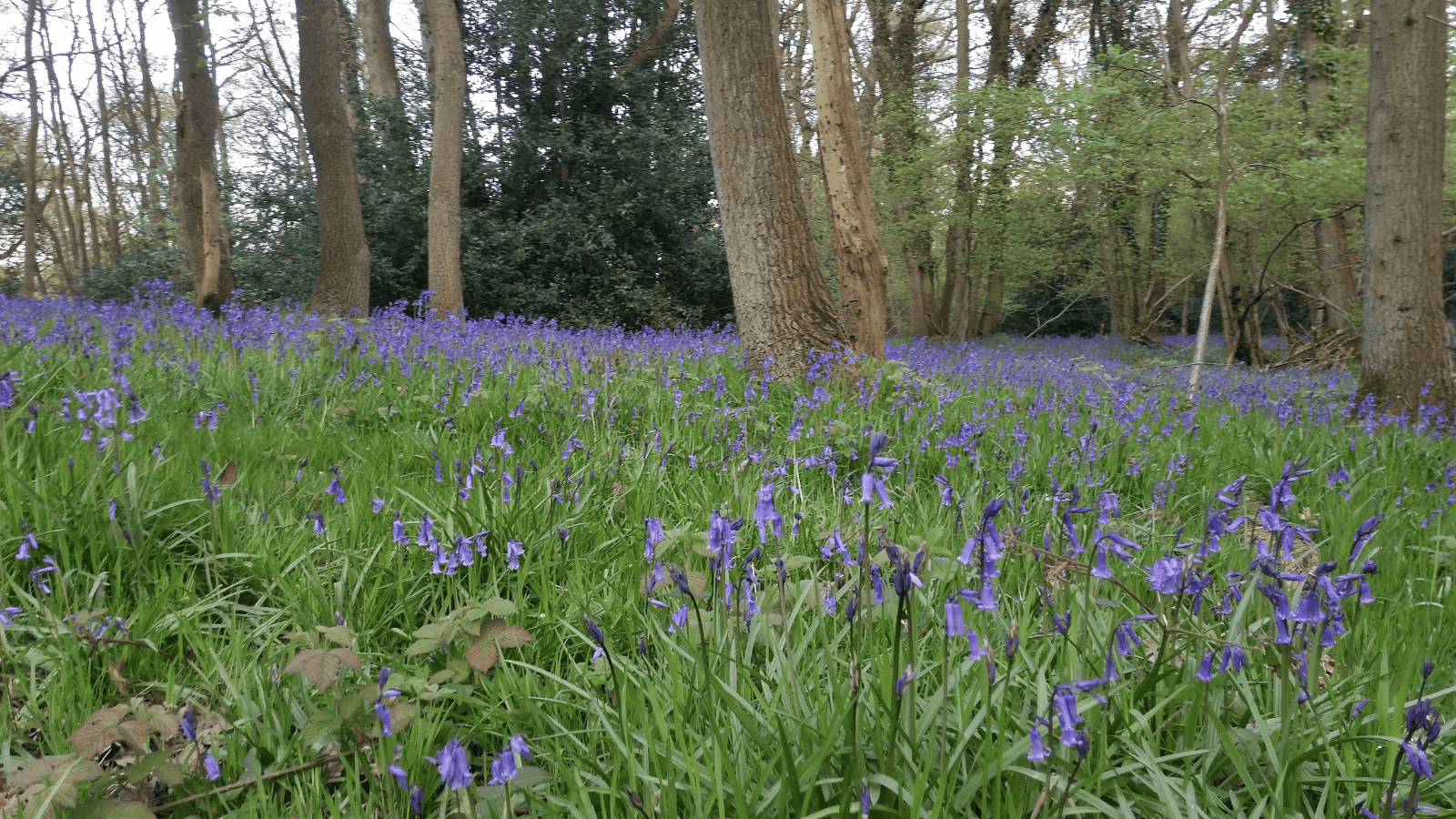 spring woodland