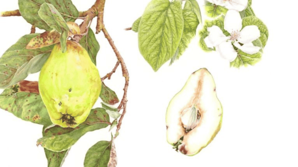 Botanical Illustration Using Mixed Media Field Studies Council