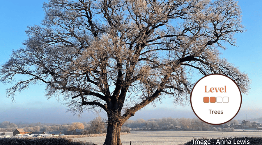 How to Identify Winter Trees - Quiz - Woodland Trust