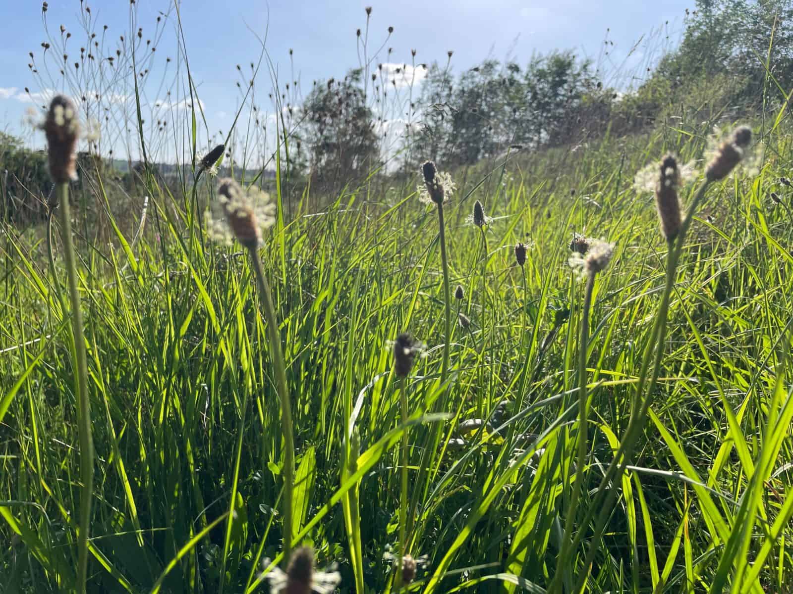 Grassland by Anna Lewis