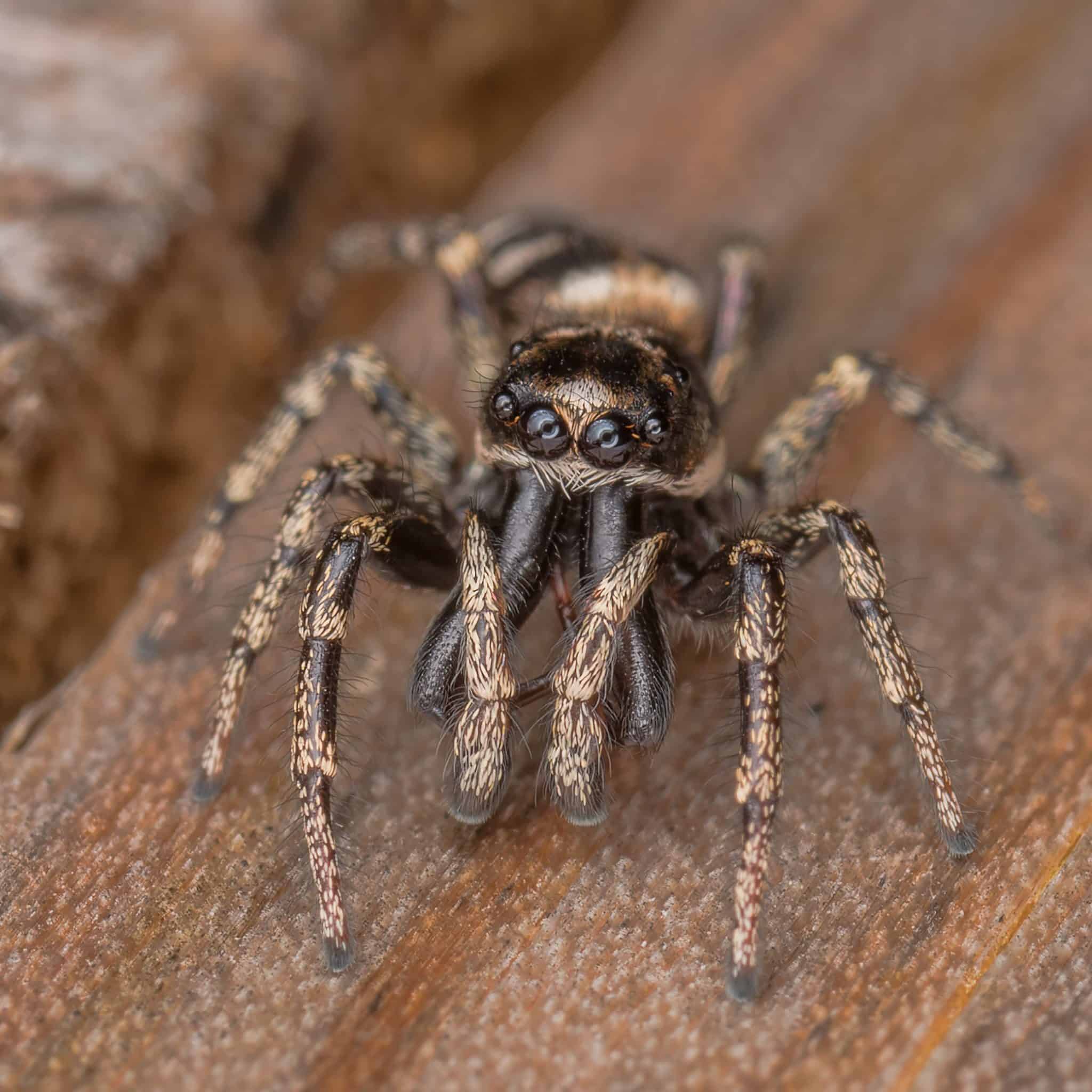 Introduction to Spider Identification Online Field Studies Council