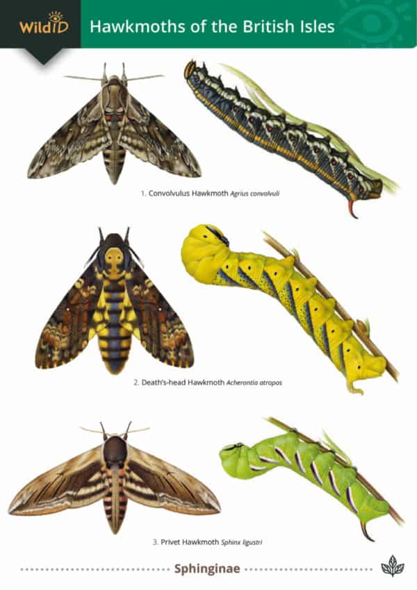 Hawkmoths guide