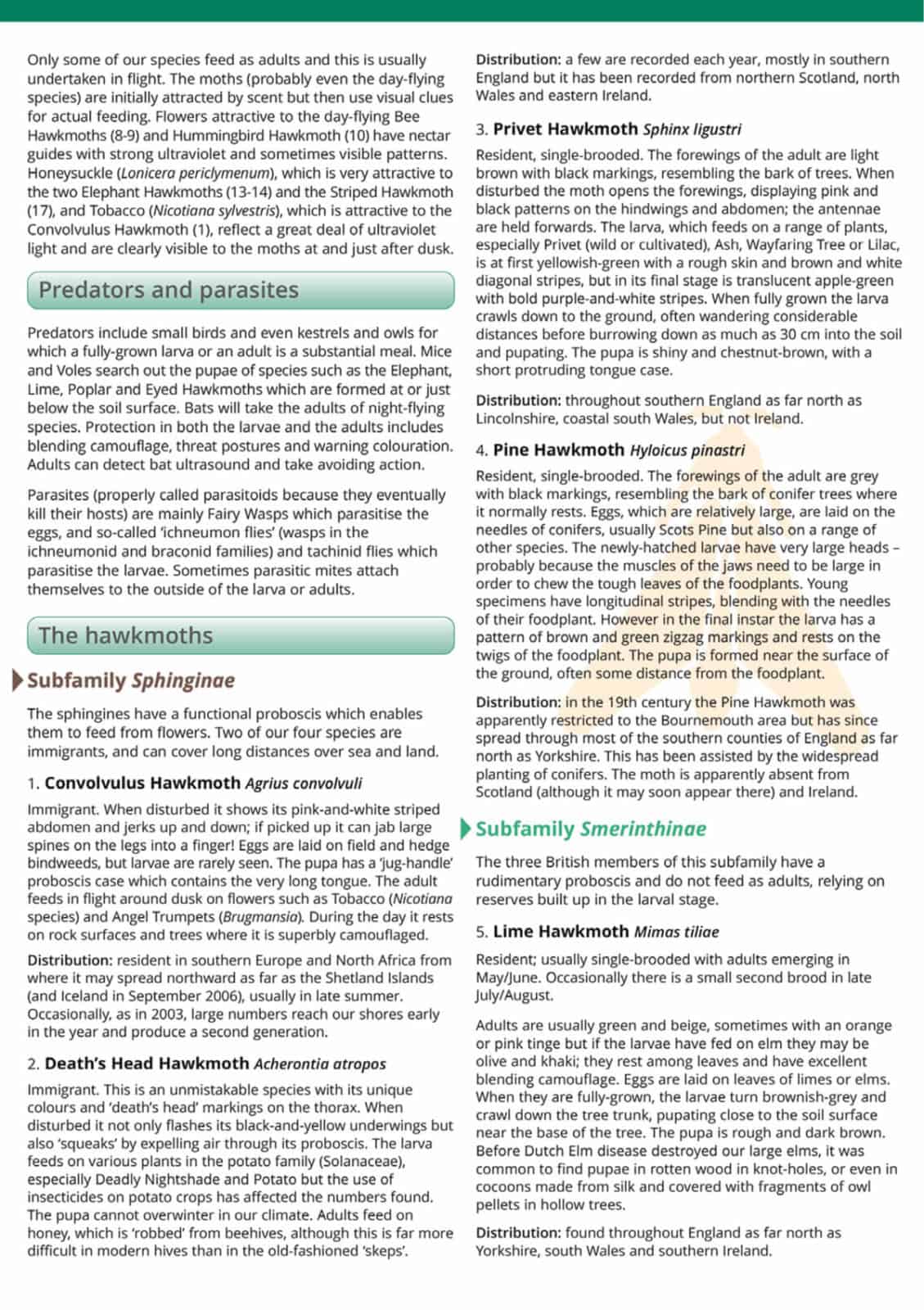 Hawkmoths guide