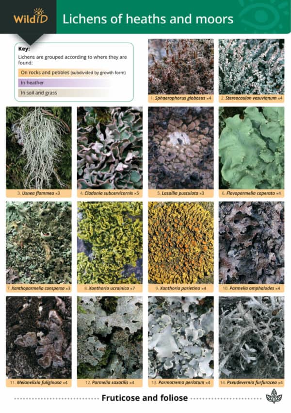 Lichens heaths moors
