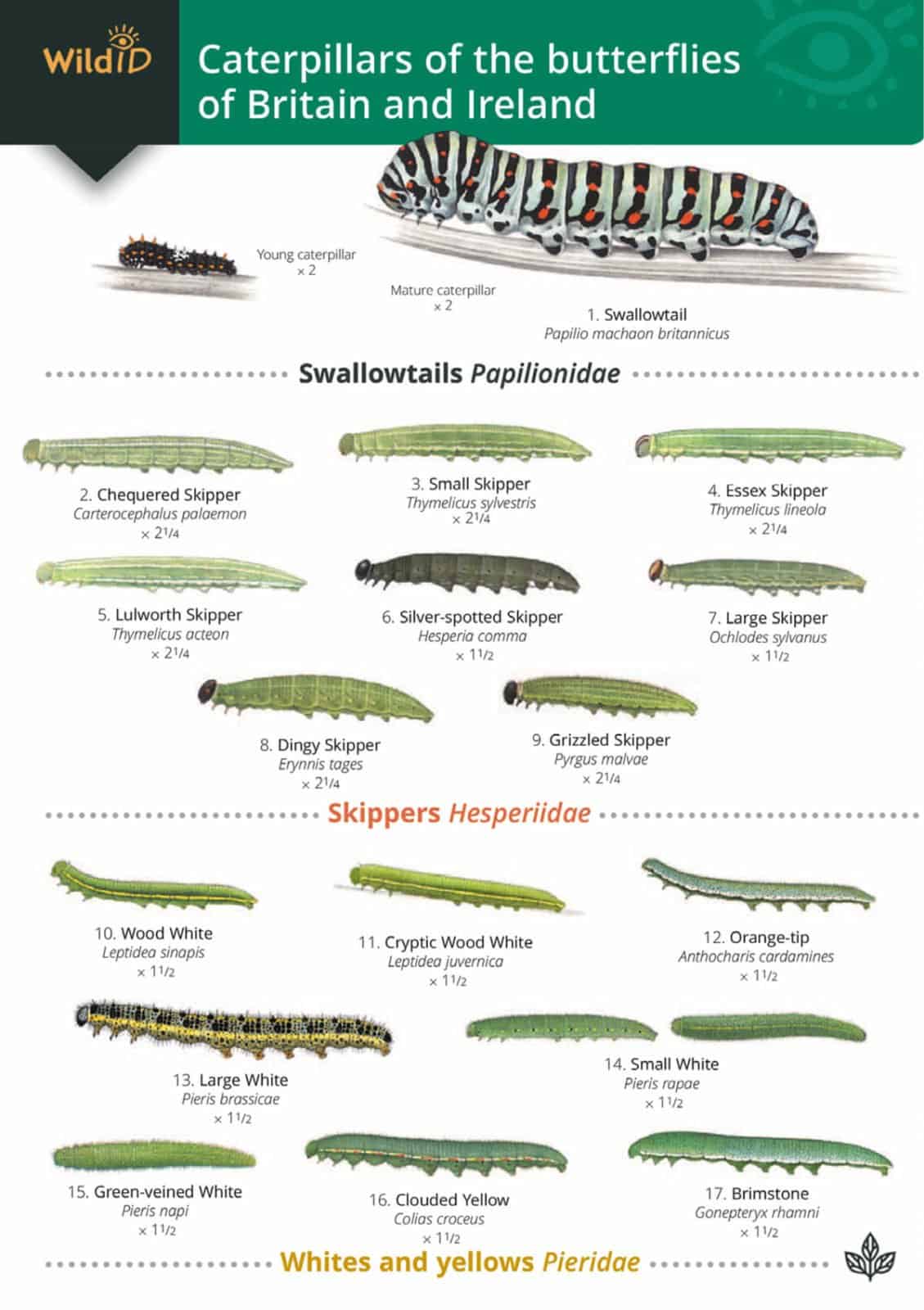 Caterpillars guide