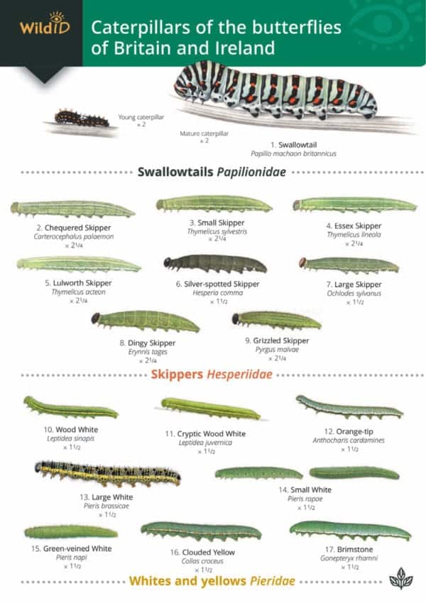 Caterpillars guide