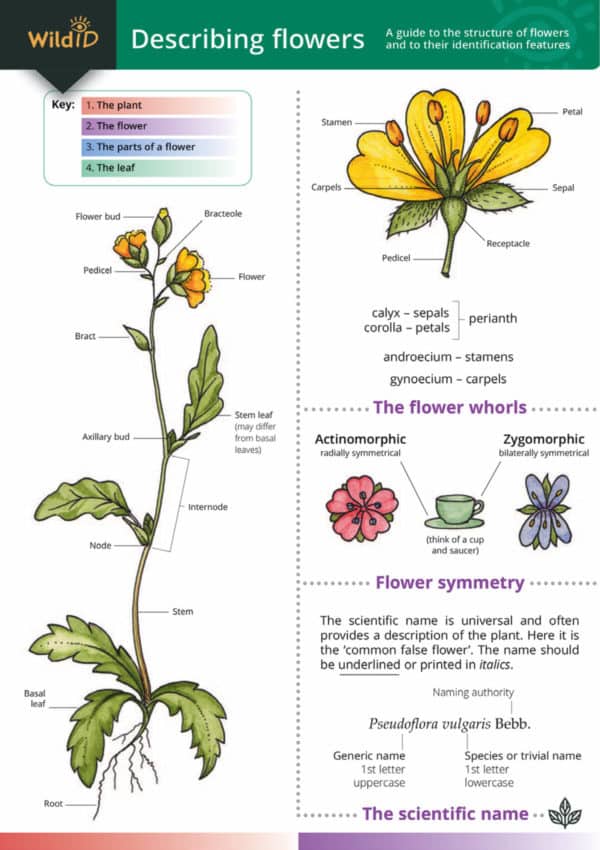 describing flowers