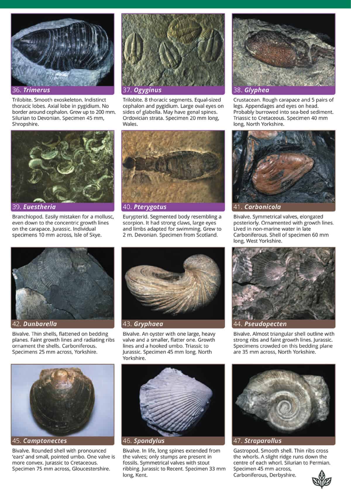 Fossils guide – Field Studies Council