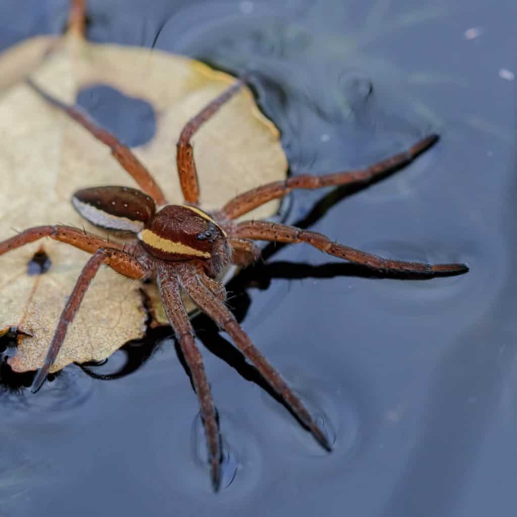 A Raft Spider floating on water