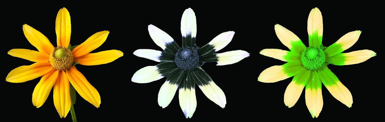 Adrian Davies Rudbeckia visible UV and bee vision