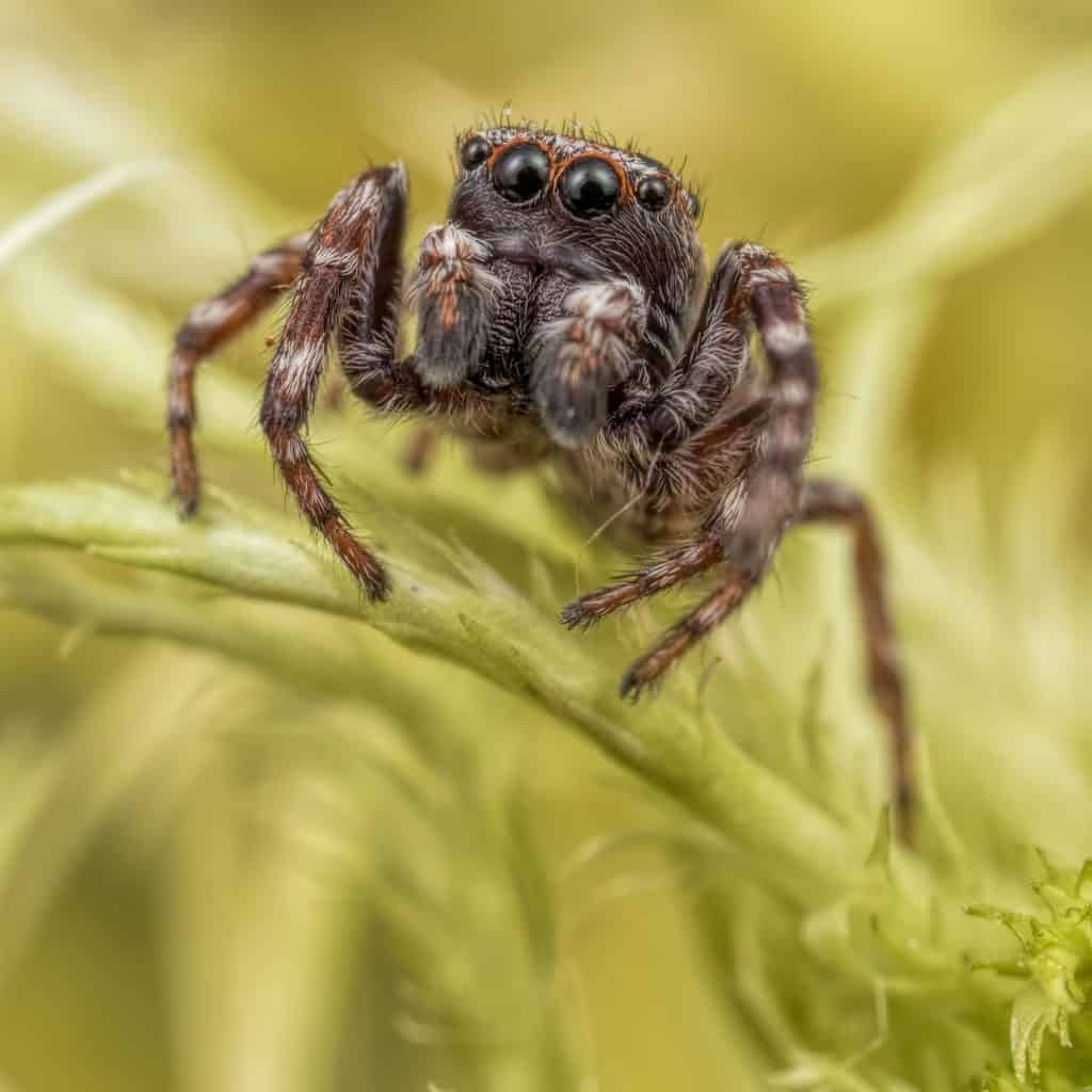 Close up of a jumping spider