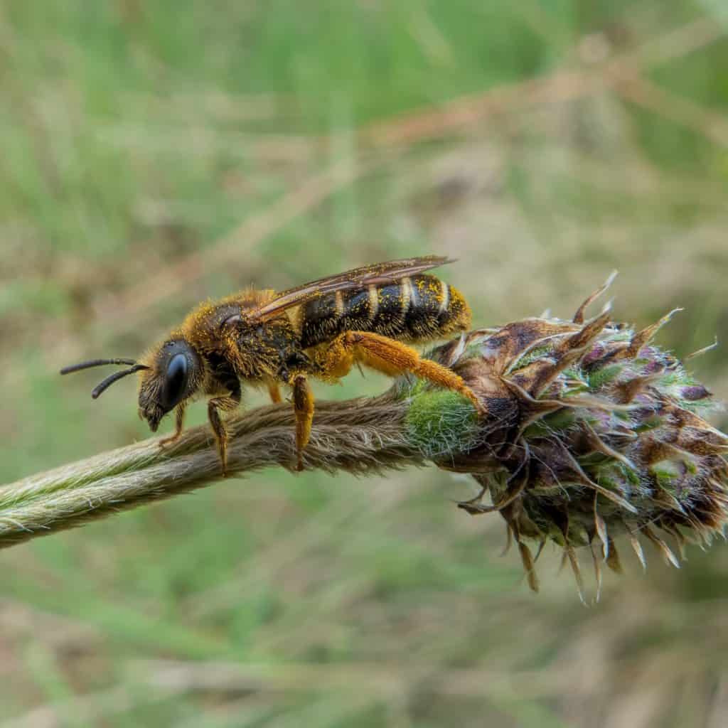 A solitary bee species on a plant stem. 