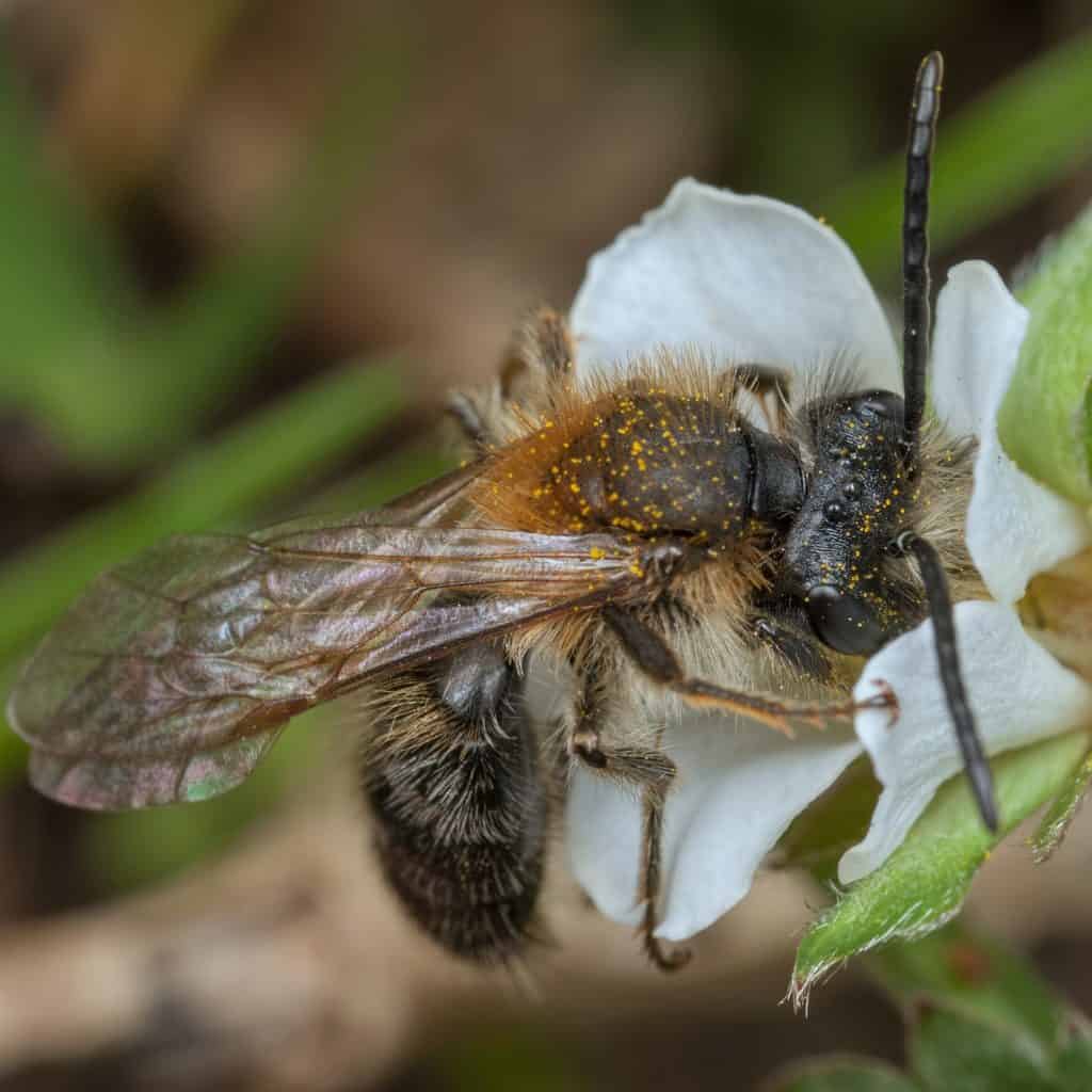 Small bee feeding on pollen. 