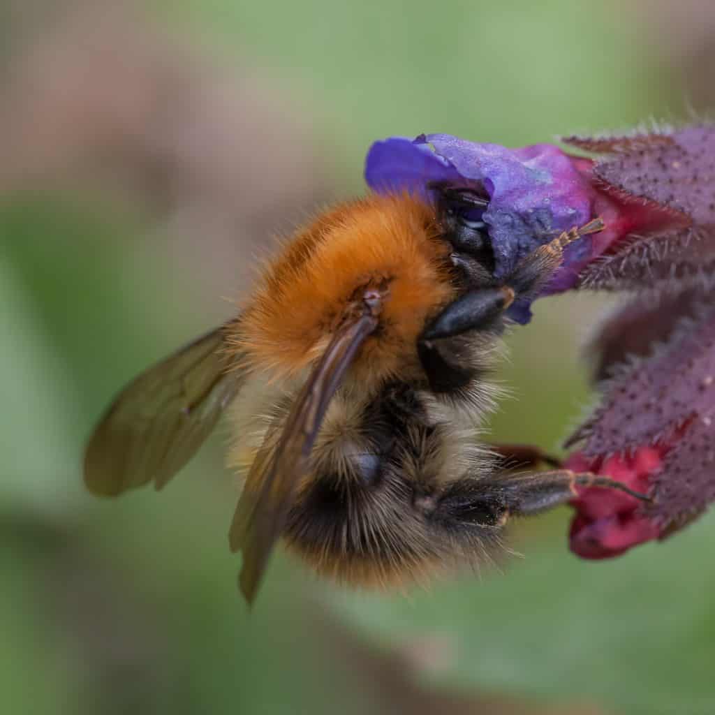 A Common Carder bumblebee in a flower head. 