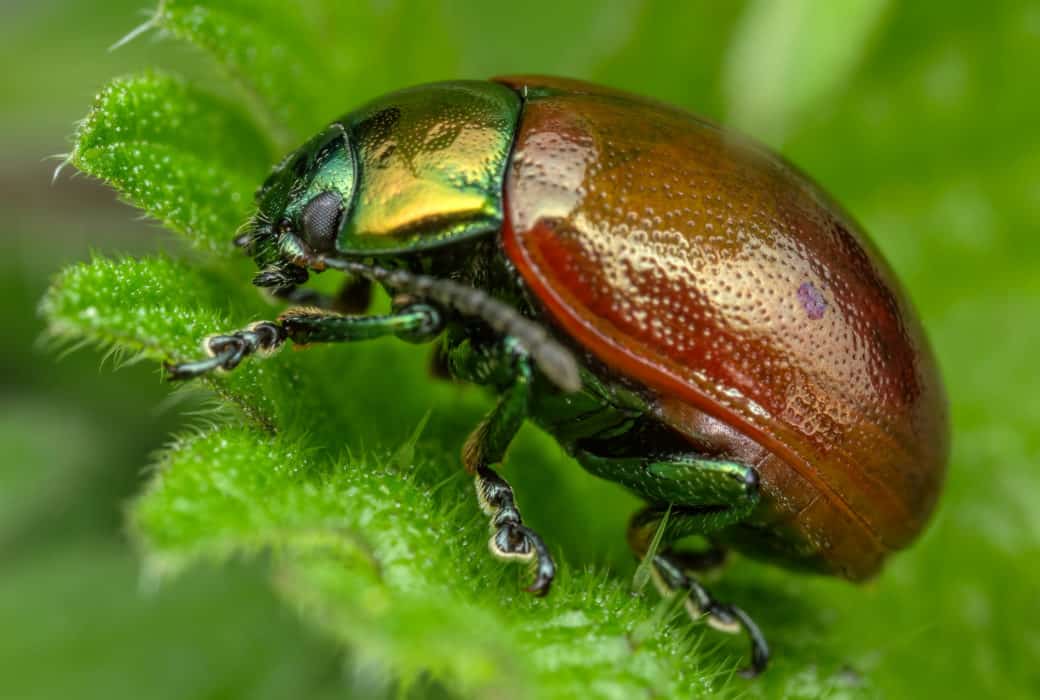 Discovering Beetles - Online – Field Studies Council