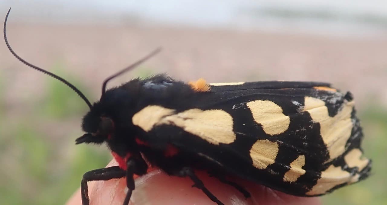 martin summers Cream Spot Burnet