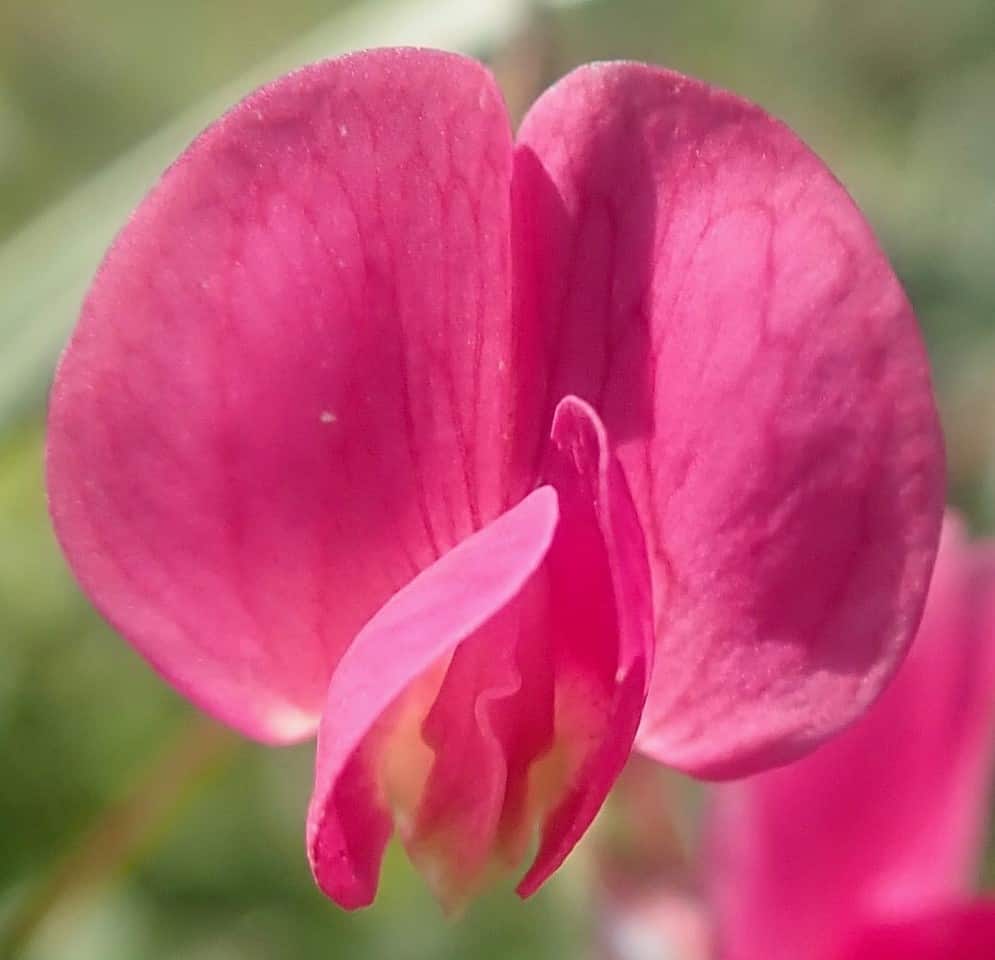 martin summers grass vetchling