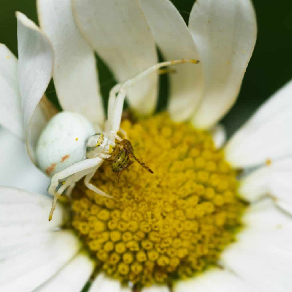 A well camouflaged crab spider on a daisy
