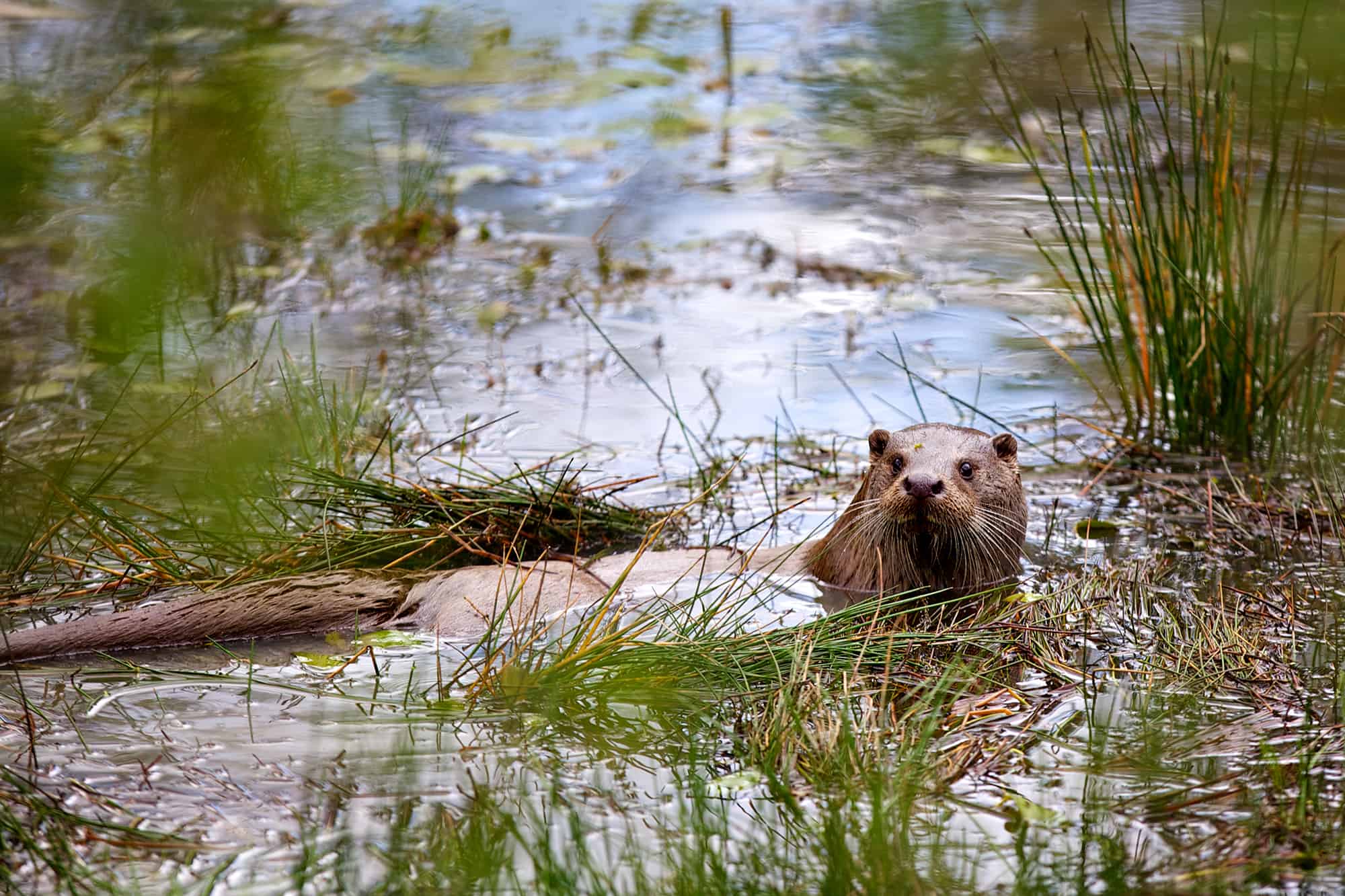 European Otter in a river