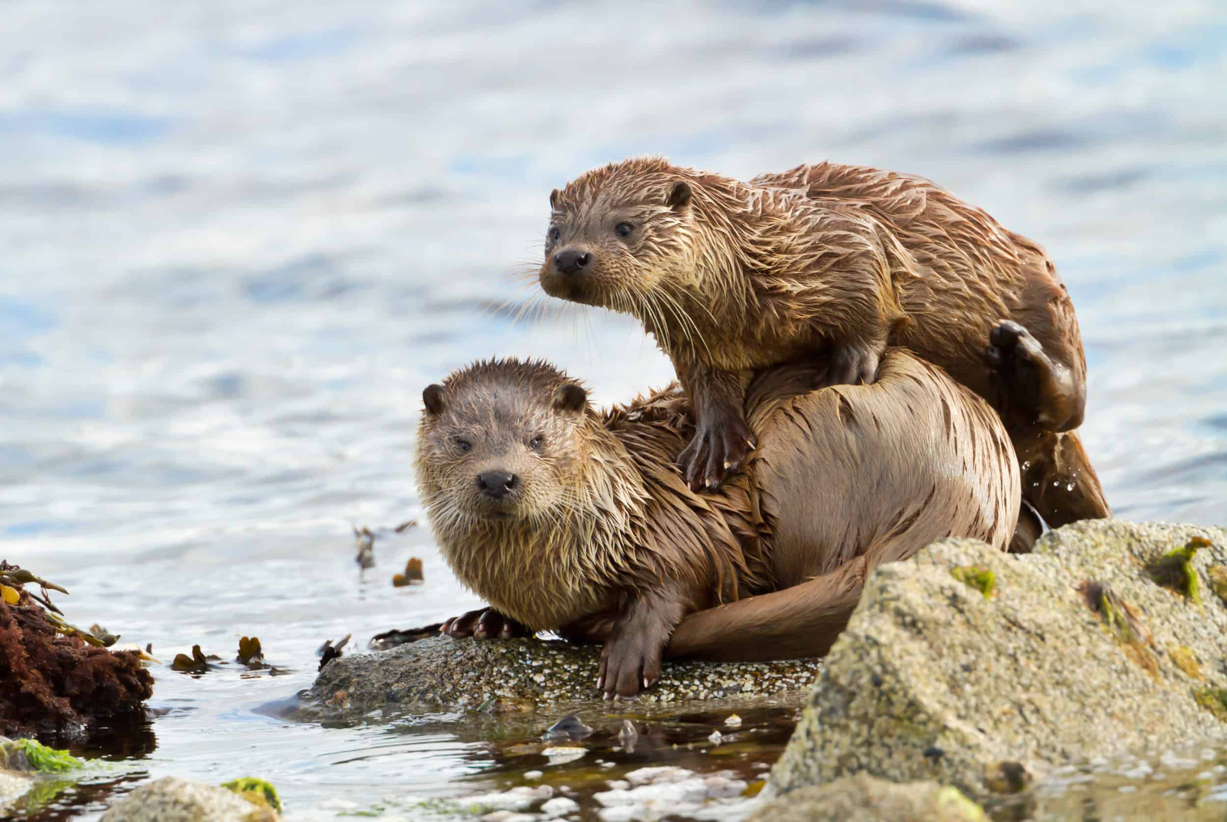 Otters resting on a rock. Learn about otter ecology on our course.