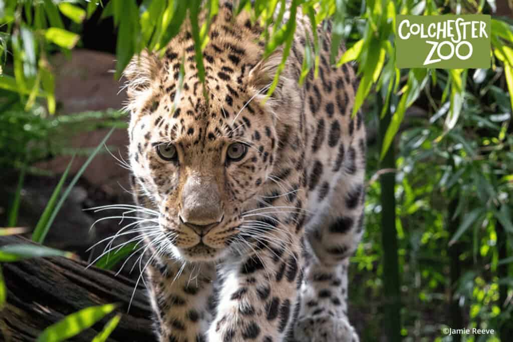Conservation and Zoo Keeping – Field Studies Council