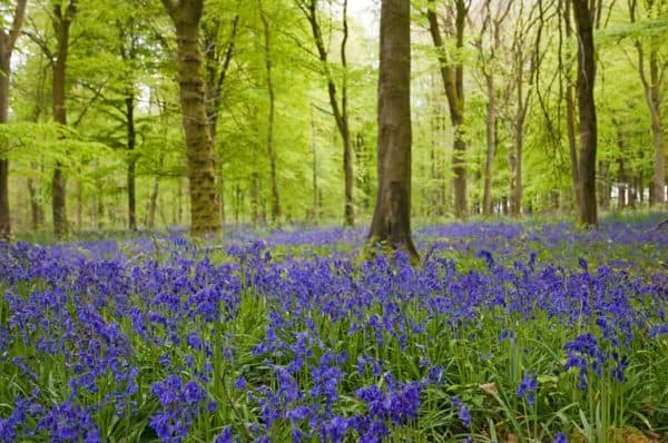 Habitat Surveying: Using UKHab – Field Studies Council