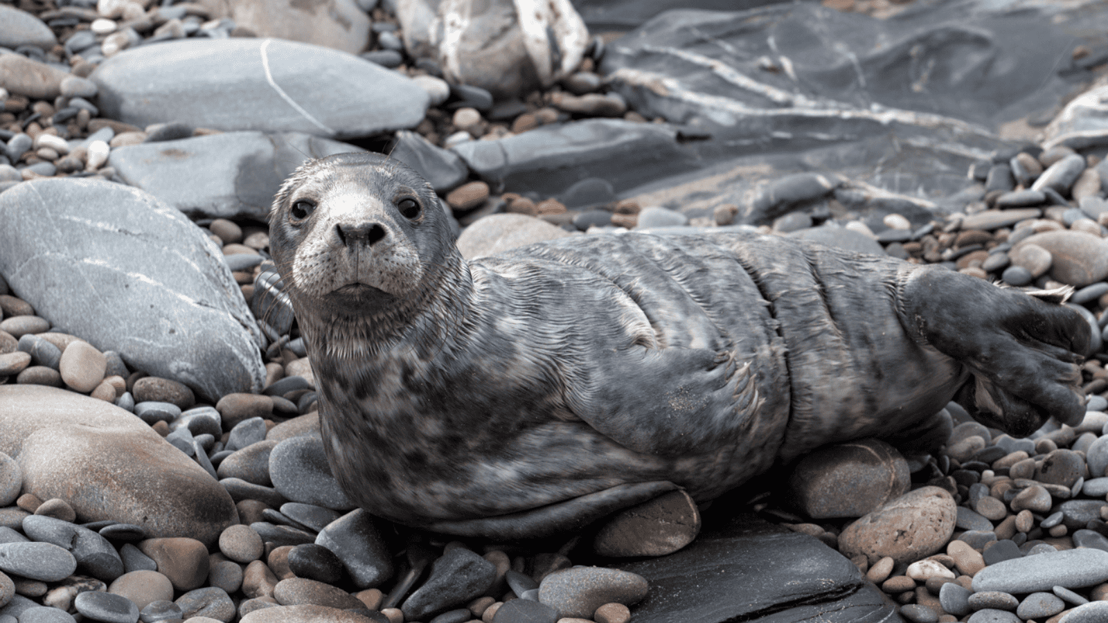 sealife safari image