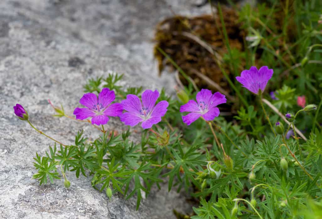 Identifying Plants of Limestone Habitats Field Studies Council