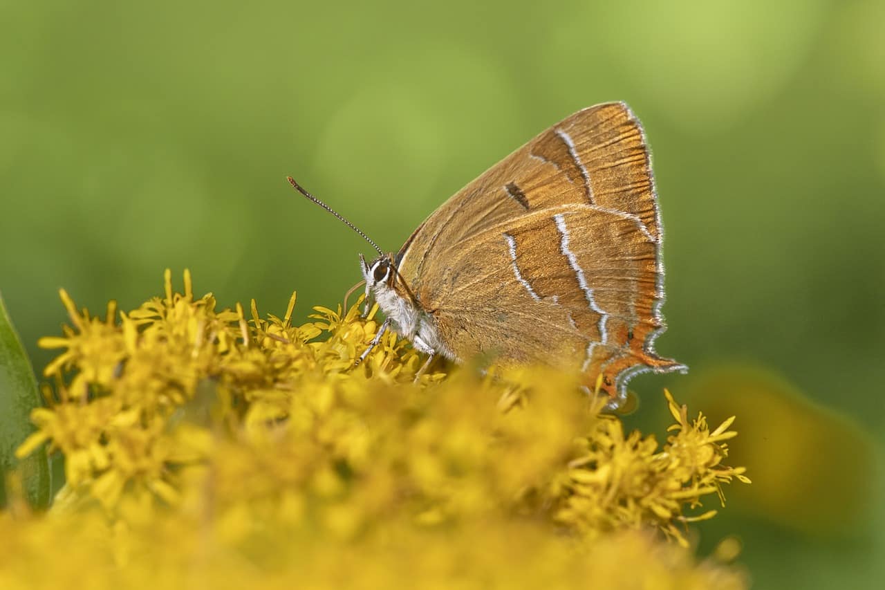 Brown Hairstreak Butterfly. Photo for the Biodiversity Awareness course.